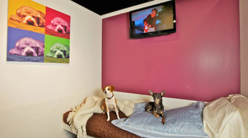 File Photo Courtesy of D Pet Hotels Chelsea